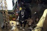 Hallaron 35 perros encerrados en un departamento de dos ambientes de Balvanera